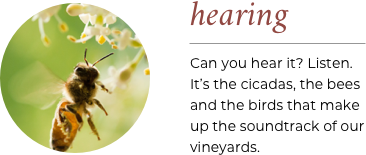 hearing_qds_2
