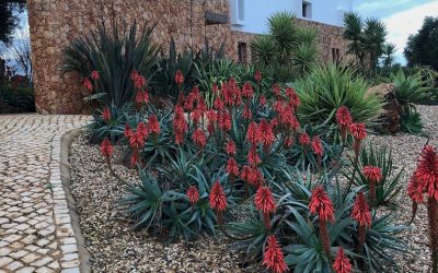 Aloes – lighten up the winter with their vibrant reds