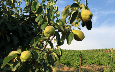 Quince – the mediterranean apple