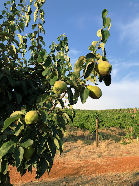 Quince – the mediterranean apple