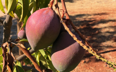 Mango – the essence of juicy sweetness