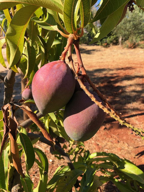 Mango – the essence of juicy sweetness